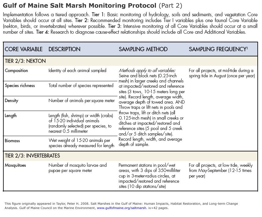 salt marsh development