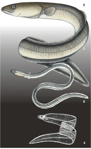 Pictures Of Eels