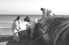 Image: The blue whale recovered and brought ashore in Rhode Island will provide valuable information to scientists.